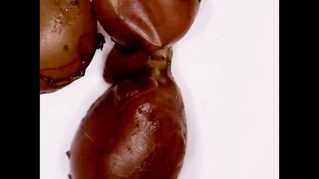 Выход червя из кокона Dendrobaena veneta earthworm cocoon (earthworm birth) смотреть онлайн