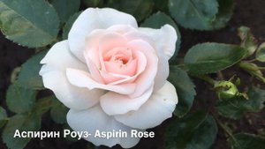 12 сортов роз группы флорибунда