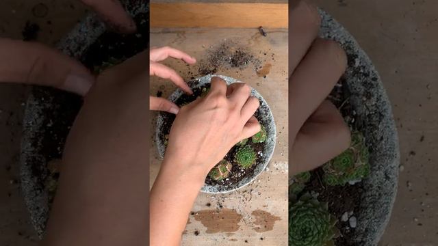 Succulent Rock Garden смотреть онлайн