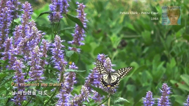 Petula Clark - Petite Fleur (1964) смотреть онлайн