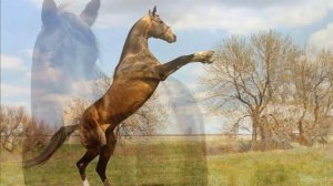 Разведение лошадей как бизнес (Коневодство)