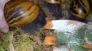 Тигры Дарк и где меня можно найти#тигр #ахатины #ахатинатигр