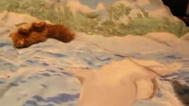 Golden Globe of the Schi-Coons черный тикированный мейн-кун. Питомник Илим Лайн. http://ilimline.ru смотреть онлайн