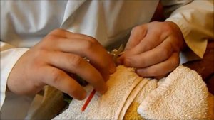 Лечение птиц.Фиксация крупного попугая, подрезка когтей и клюва