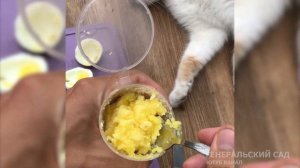 У Вас больше не будет муравьев! Супер мощное народное средство!