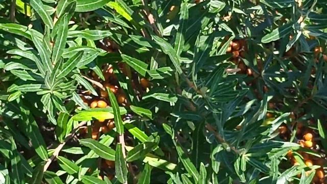 Облепиха дикая в Янтарном! смотреть онлайн