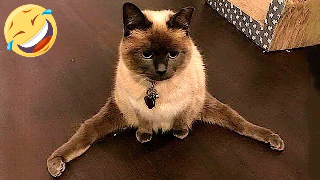 СМЕШНЫЕ ЖИВОТНЫЕ 2023 ЛУЧШИЕ ПРИКОЛЫ С КОТАМИ И CОБАКАМИ смотреть онлайн