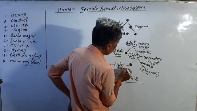 FEMALE REPRODUCTIVE SYSTEM ||HUMAN REPRODUCTION || 12TH ||CHAP-3 || BY DUBEY SIR