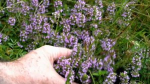 Majčina dušica čaj | Breckland Thyme Tea (Thymus serpyllum) - (4K)