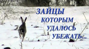 Зайцы которым удалось убежать...