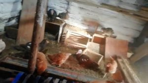 Содержание индоуток и кур несушек зимой