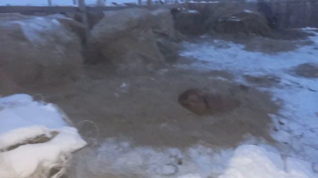 Щенки рыжих банхаров. 89501251900 смотреть онлайн