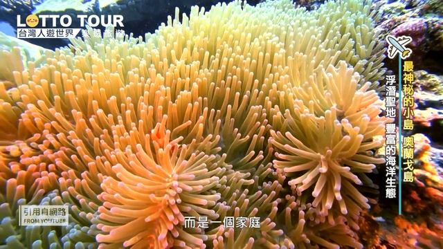 海底世界的大隻佬！世界現存體型最大的魚- Philippines Cebu