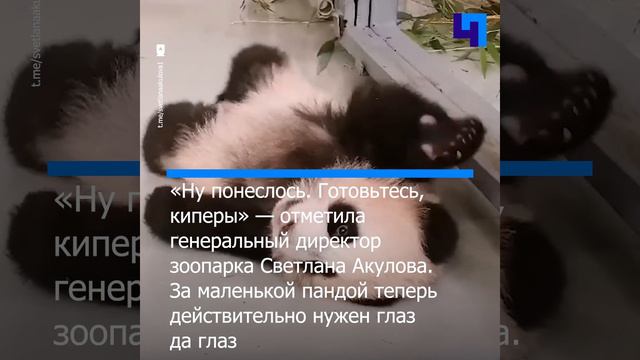 В Московском зоопарке маленькая панда попыталась сбежать из манежа смотреть онлайн
