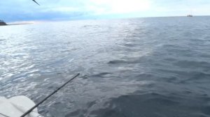 Рыбалка на пилькер в Черном море с лодки Сарган и трофейная Ставрида