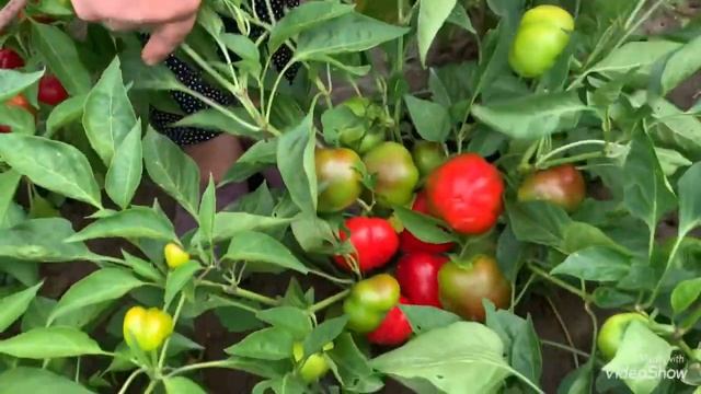 УРОЖАЙ этих ПЕРЦЕВ вас СРАЗИТ наповал!!!!Обзор кустов урожайных перцев. смотреть онлайн