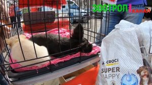Собачий рынок Одесса. Разные породы собак. Продажа собак и кошек. Топ 5 собак, птичий рынок наш