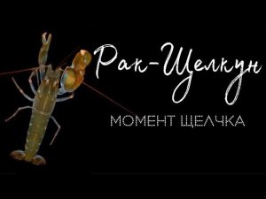 Рак-щелкун в морском аквариуме