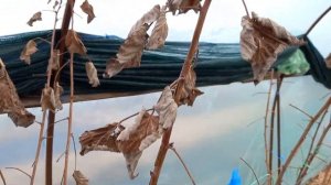 малина пшехиба обрезка