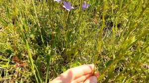 Die Wiesen-Glockenblume - Wildpflanzen ABC - essbare Wildkräuter - Kurzportrait