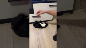 Ещё один способ , как успокоить кошку ?
