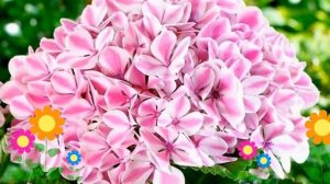 Гортензия крупнолистная Peppermint. Краткий обзор, описание характеристик, где купить саженцы