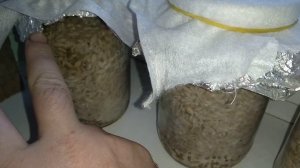 Готовим мицелий для выращивания грибов в подвале