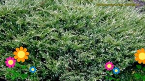 Можжевельник горизонтальный Андорра Вариегата. Обзор juniperus horizontalis Andorra Variegata