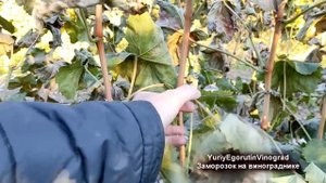 ? Заморозок на винограднике. Замерзли листья. Сделайте ЭТО ОБЯЗАТЕЛЬНО. Снижаем ИНФЕКЦИОННЫЙ ФОН.