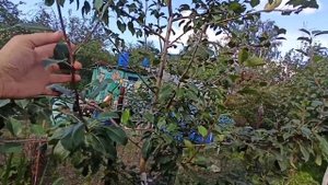 Груша Видная ( Бугристая). Сорт для Подмосковья. Обзор.