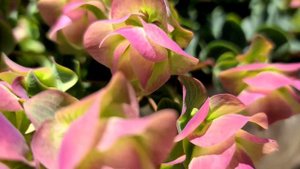 OREGANO KIRIGAMI NEW! / PERENNIAL / ORNAMENTAL HOP