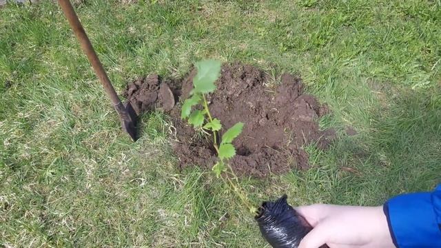 ПОСАДКА ЕЖЕВИКИ//удобрения для ежевики