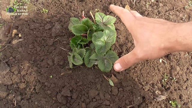 ПЯТЬ СОВЕТОВ ПО ВЫРАЩИВАНИЮ САДОВОЙ ЗЕМЛЯНИКИ В АПРЕЛЕ. КЛУБНИКА УХОД В АПРЕЛЕ. ВИКТОРИЯ УХОД ВЕСНОЙ