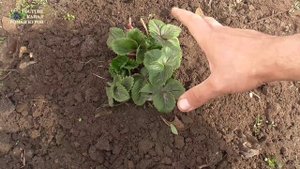 ПЯТЬ СОВЕТОВ ПО ВЫРАЩИВАНИЮ САДОВОЙ ЗЕМЛЯНИКИ В АПРЕЛЕ. КЛУБНИКА УХОД В АПРЕЛЕ. ВИКТОРИЯ УХОД ВЕСНОЙ