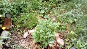 Клумба-огород под окнами многоэтажки |  Как мы сделали клумбу?!