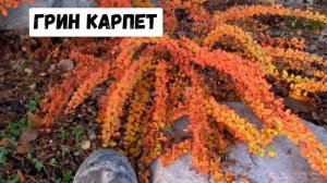 Декоративный кустарник БАРБАРИС, подробно с названиями. Виды, сорта, особенности и советы от Евгени