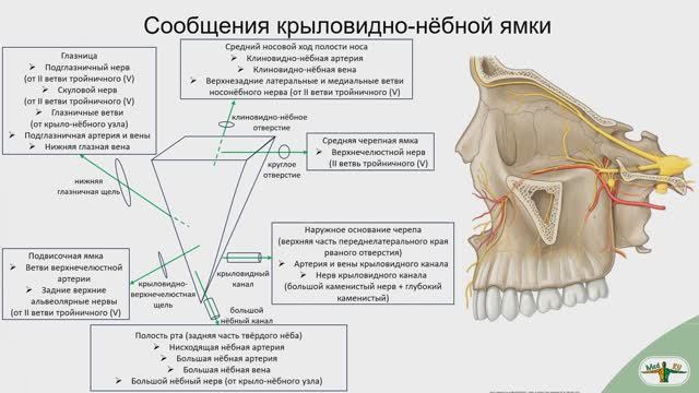 Какие анатомические образования формируют стенки fossa pterygopalatina