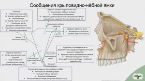 Топография крыловидно-нёбной ямки
