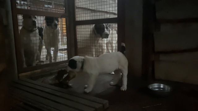 Яша, Врангель, Жан-Элита, Барыня и Кабачок. Бульдозера,Топаза линии.САО/алабай.РКФ.FCI. +7915778778 смотреть онлайн