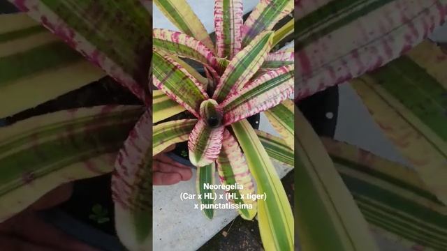 Neoregelia hybrid , bromeliad