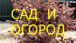 Фундук ПУШКИНСКИЙ КРАСНЫЙ.