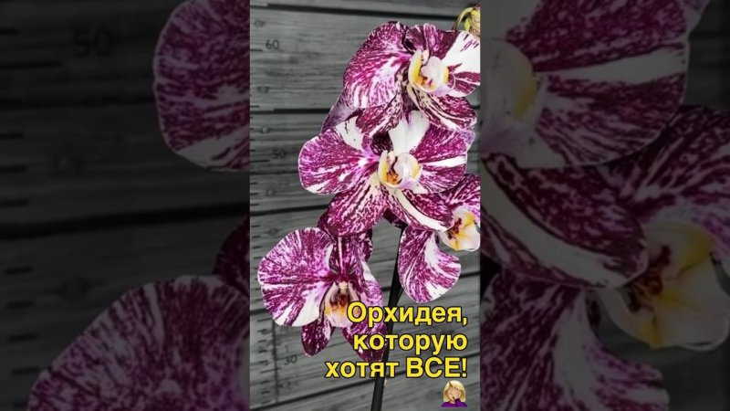 #орхидеи #орхідеї #орхидеидома