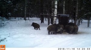 сеголетки кабана