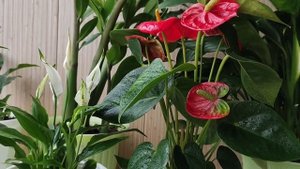 Мужское и женское счастье вместе, можно ли сажать в один горшок