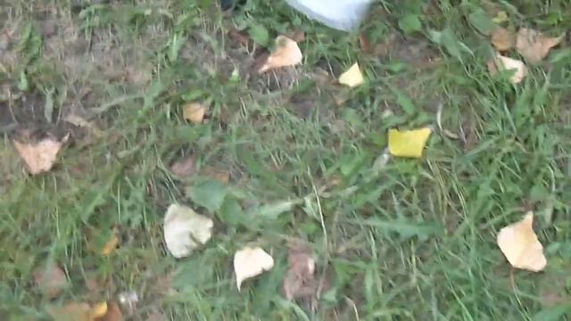 Лабрадор по кличке Черныш смотреть онлайн