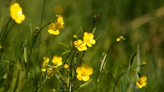 Живые Цветы. Лютики (цветочки). смотреть онлайн