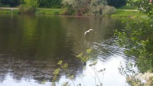 Лебедянский пруд, Измайловский парк