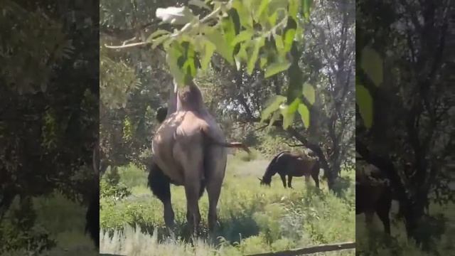 Ритмичный верблюд из Ростова-на-Дону смотреть онлайн