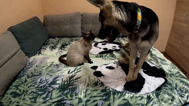 КОТЕНОЧЕК ПАНДА ПРЫГУЧИЙ КЛЕЩ !!! смотреть онлайн