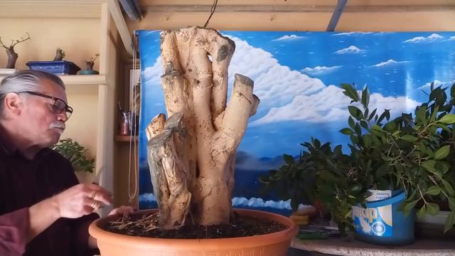 Nuevo proyecto injertar estaca de benjamia con ficus retusa 1r parte jardin de bonsai de Antonio Ru смотреть онлайн